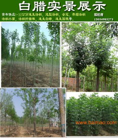 山東濟(jì)寧法桐價格與種植經(jīng)營指南 11公分與9公分法桐報價及供應(yīng)商信息