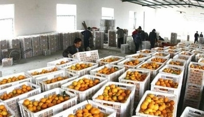 湖北丹江口市27萬多噸豐收柑橘基本銷售完畢，果農增收助力鄉村振興