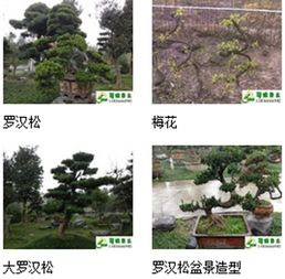 九宮格專注中小企業網絡營銷，助力溫江蜀綠苗木園藝場互聯網轉型