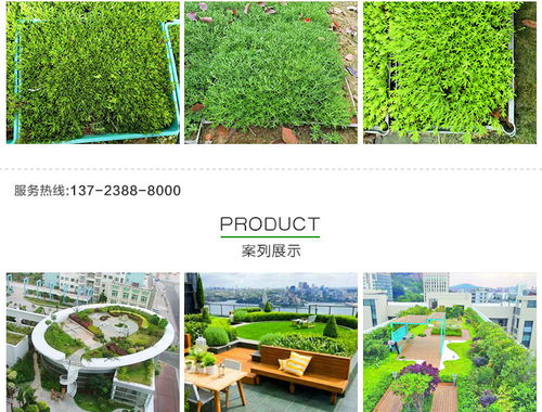黃金佛甲草的市場價格、種植與應用——以創晟環保為例