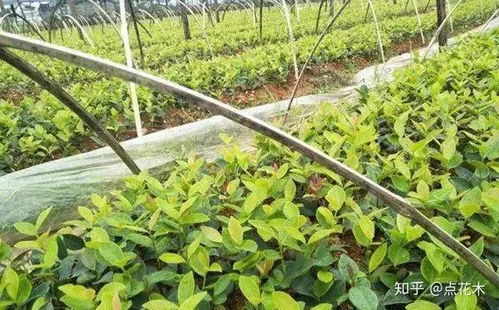 苗木種植新風口 果實經濟與生態雙贏的經營之道