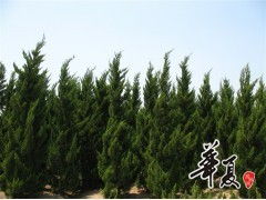天長市榮沁苗木種植專業合作社 龍柏H300-450 & P200-300規格苗木大量供應，誠邀合作