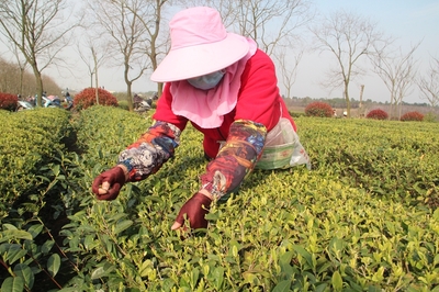 皖墾茶業集團 打造“茶酒林”三業并舉模式，復工復產忙不停，生態經濟兩不誤